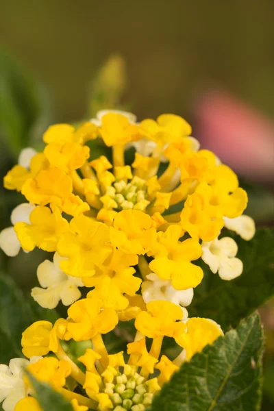 Clúster de flores de Lantana amarillo brillante —  Fotos de Stock