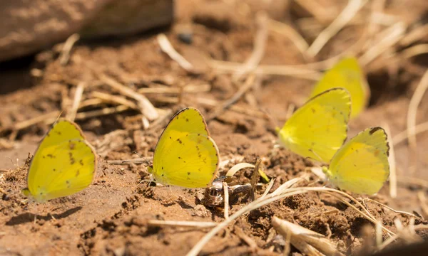 Grupo de pequeñas mariposas amarillas, Eurema lisa que buscan nutrientes del suelo húmedo — Foto de Stock