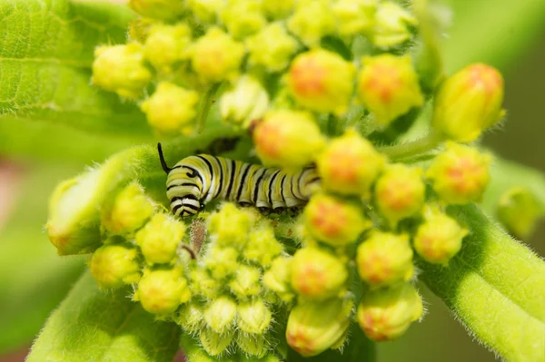 Sehr junge Monarchin-Raupe frisst an Milchkrautknospen, eingebettet in den Blütenflor — Stockfoto