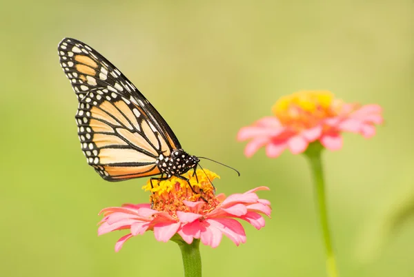 日当たりの良い夏の庭で淡いピンクのジニア花のモナーク蝶 — ストック写真