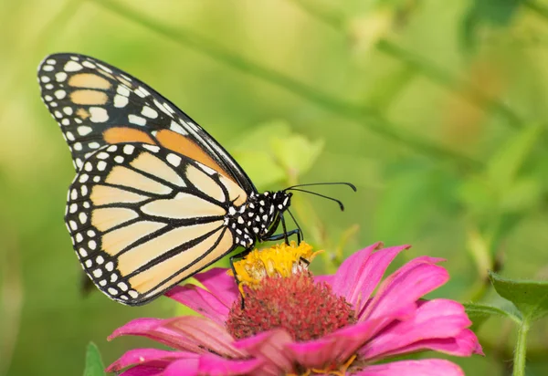 Mariposa monarca hembra en flor de Zinnia — Foto de Stock