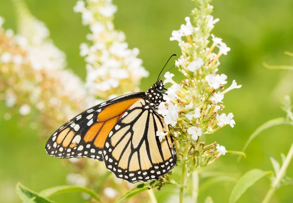 Kobiece Monarch butterfly klastrze biały kwiat Butterflybush — Zdjęcie stockowe