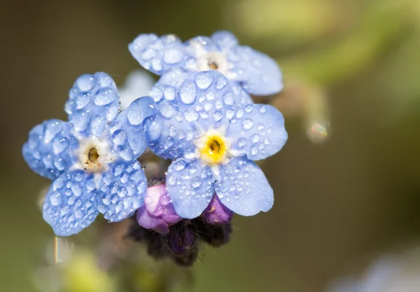 Myosotis, çiğ çiçeklerle unutma damla sabah güneşi — Stok fotoğraf