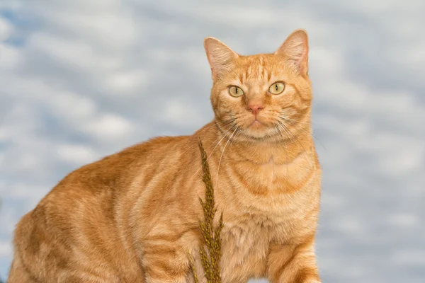 Bonito gengibre tabby gato contra céu nublado — Fotografia de Stock