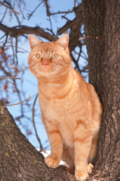Pomarańczowy pręgowany kot się na drzewie, patrząc w lewo z ciekawości — Zdjęcie stockowe