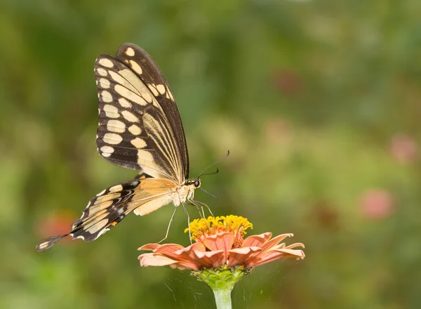 Krásná obří otakárek butterfly na světle oranžová květina cínie — Stock fotografie