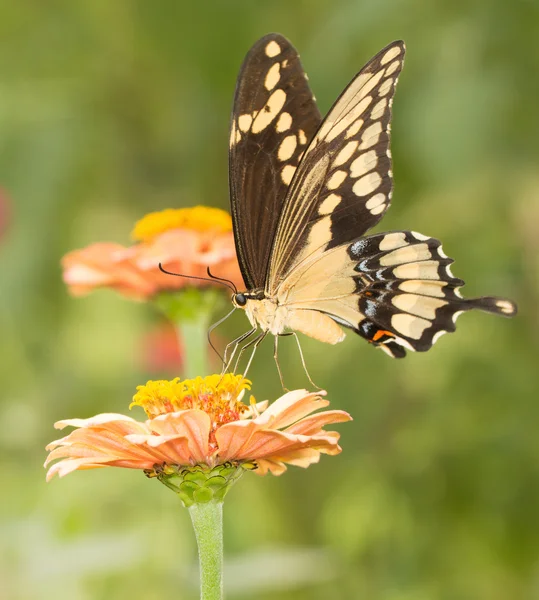 Farfalla gigante coda di rondine che si nutre di un fiore nel giardino estivo — Foto Stock