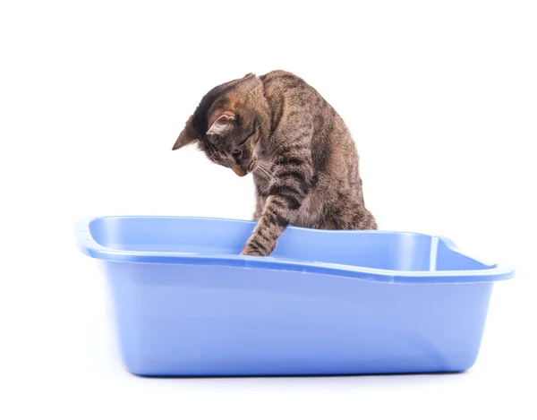 Brown tabby cat playing with her litter box, on white — Stock Photo, Image