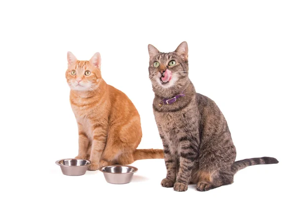 Duas tabbies, marrom e gengibre, sentadas ao lado de suas tigelas de comida, esperando o jantar, com uma lambendo os lábios, em branco — Fotografia de Stock