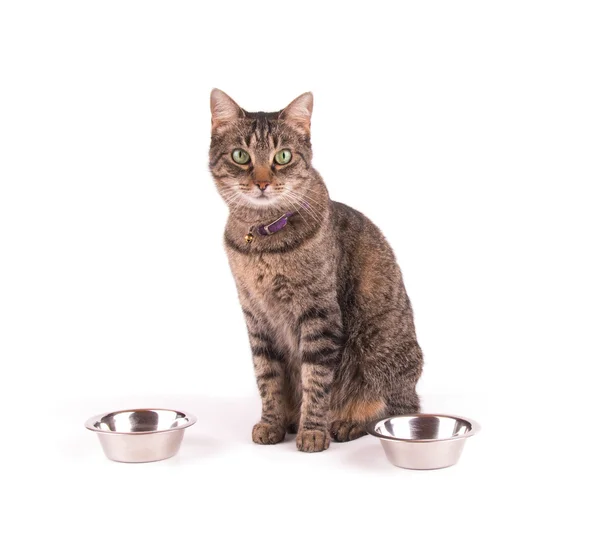 Brun tabby katt sitter bredvid matskålar, väntar middag. på vit — Stockfoto