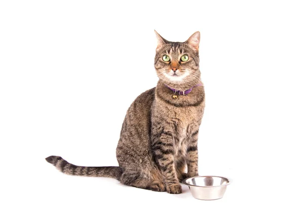 Chat brun tabby attendant le dîner, assis à côté de son bol, sur blanc — Photo