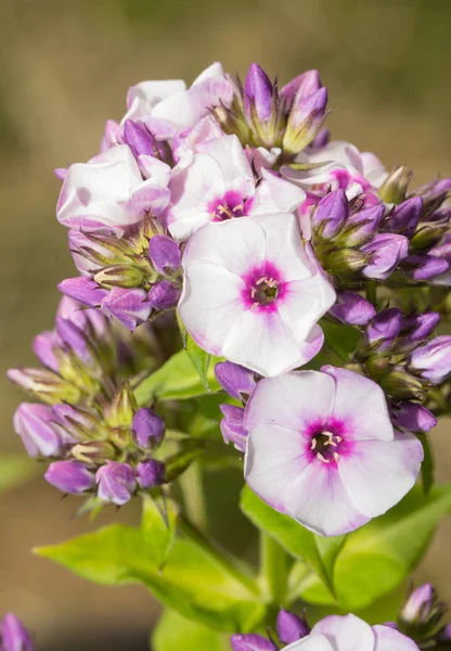 Bela luz roxo Phlox floresce no jardim de verão — Fotografia de Stock