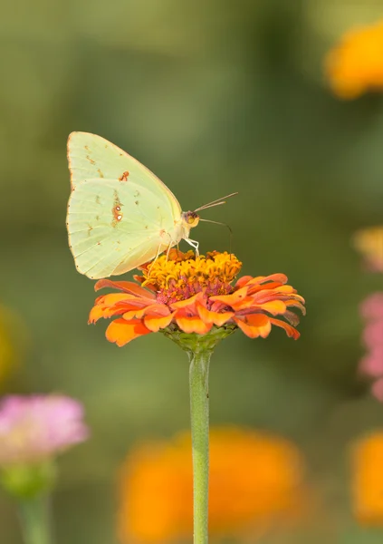 Gelber weiblicher wolkenloser Schwefel-Schmetterling ernährt sich von einer orangefarbenen Zinnie im Sommergarten — Stockfoto