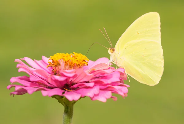Heldere gele Phoebis sennae, wolkenloze zwavel vlinder op roze bloem tegen groene achtergrond — Stockfoto
