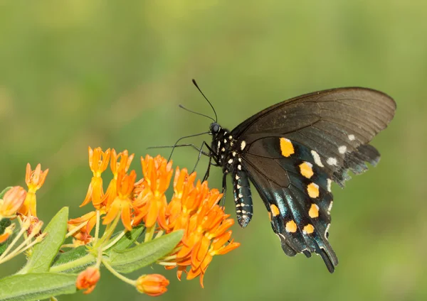 Pipevine Swallowtail butterfly livnär sig på Butterflyweed — Stockfoto