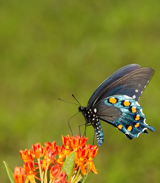 Battus philenor, Pipevine Swalowtail butterfly, feeding on an orange Butterflyweed — Stock Photo, Image