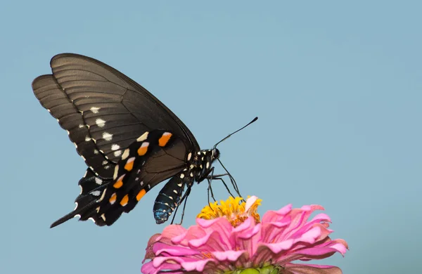 Pipevine Farfalla coda di rondine che si nutre di un fiore di zinnia rosa contro il cielo blu chiaro — Foto Stock