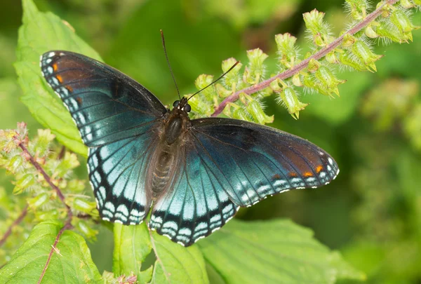 Červená skvrnitý Purple admirál motýl na malované Kopřiva — Stock fotografie