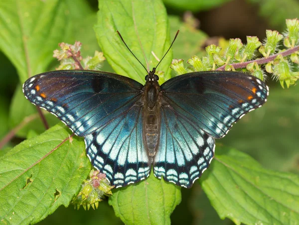 Red-spotted Purple Admiral butterfly resting on a Painted Nettle leaf — Stock Photo, Image