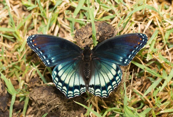 Vista dorsal de la mariposa almirante púrpura manchada roja — Foto de Stock