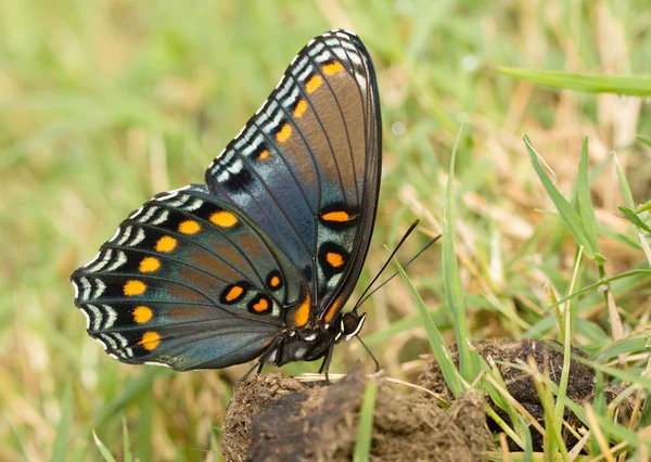 Vue ventrale si un beau papillon amiral pourpre tacheté de rouge reçoit des nutriments de la crotte de cheval — Photo