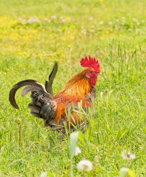 Handsome partridge colored bantam rooster in a sunny yard in summer — Stock Photo, Image