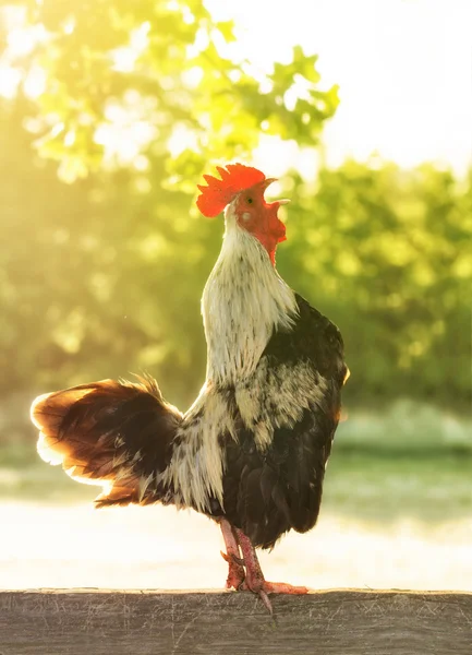 Gallo che canta, retroilluminato dal sole che sorge al mattino, con un filtro ammorbidente — Foto Stock