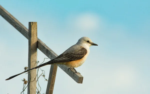 Ψαλίδι – ουρά Flycatcher κάθεται σε ένα ραβδί κατά άνοιξη ουρανό — Φωτογραφία Αρχείου