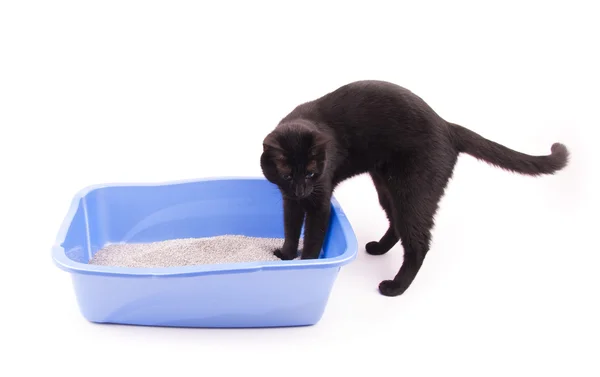 Black cat with her front paws in a blue litter box, on white — Stock Photo, Image
