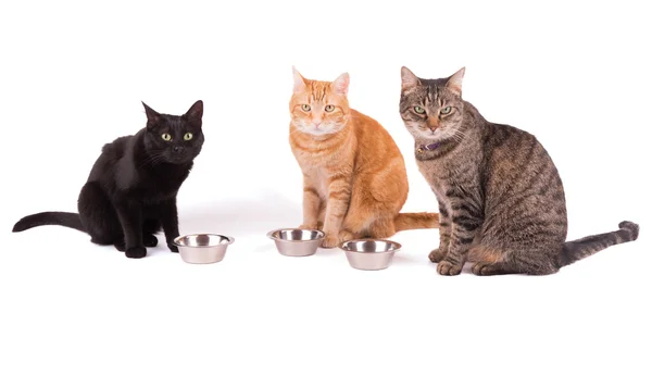 Three cats sitting behind their food bowls, waiting for dinner, on white — Stock Photo, Image