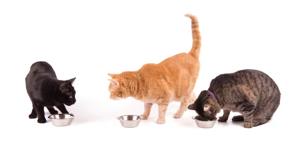 Três gatos sentados atrás de suas tigelas de comida, esperando o jantar, em branco — Fotografia de Stock