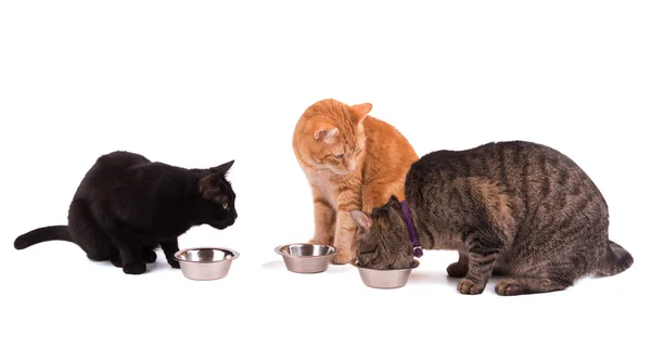 Três gatos em suas tigelas de comida, um comendo e dois outros observando-a, em branco — Fotografia de Stock