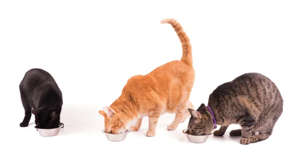 Três gatos comendo de taças de prata, em branco — Fotografia de Stock