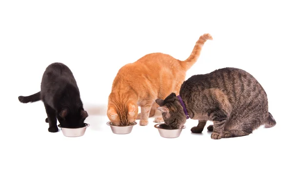 Tre katter äter mat från sina skålar, på vitt — Stockfoto