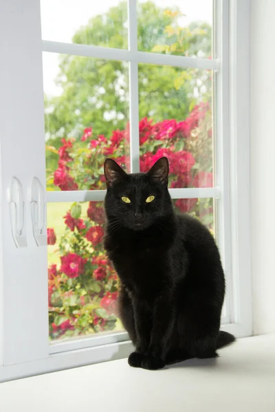 Красивая черная кошка, обрамленная белым окном и розами — стоковое фото