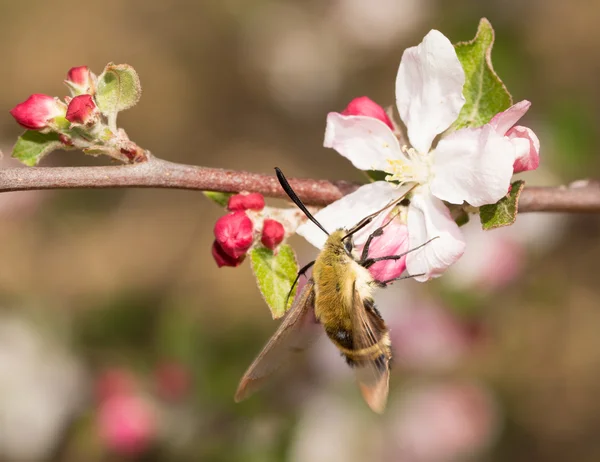 Snowberry Clearwing moth feeding on an apple flower in early spring — Stock Photo, Image