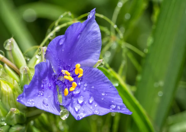Gocce di rugiada su un bellissimo fiore blu di Spiderwort — Foto Stock