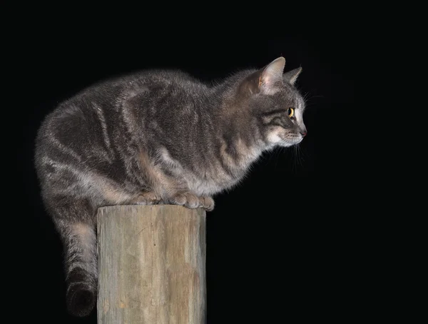 Azul gato tabby em cima de um poste de cerca de madeira contra fundo escuro — Fotografia de Stock