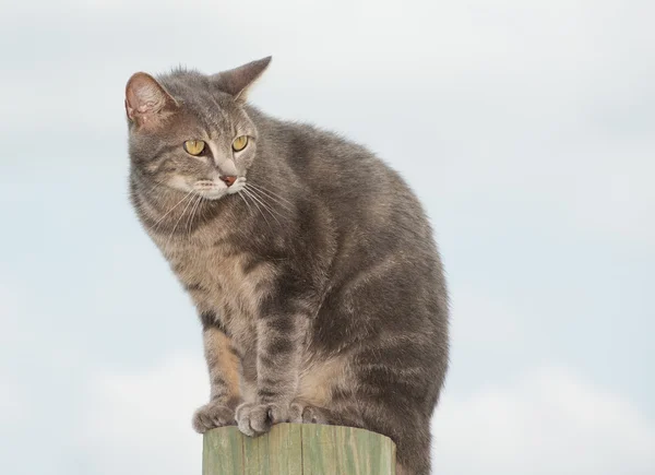 Unhappy blue tabby cat looking worried, sitting on top of a high post against cloudy sky