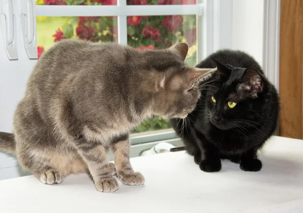 Dois gatos olhando um para o outro suspeitosamente, na frente de uma janela — Fotografia de Stock