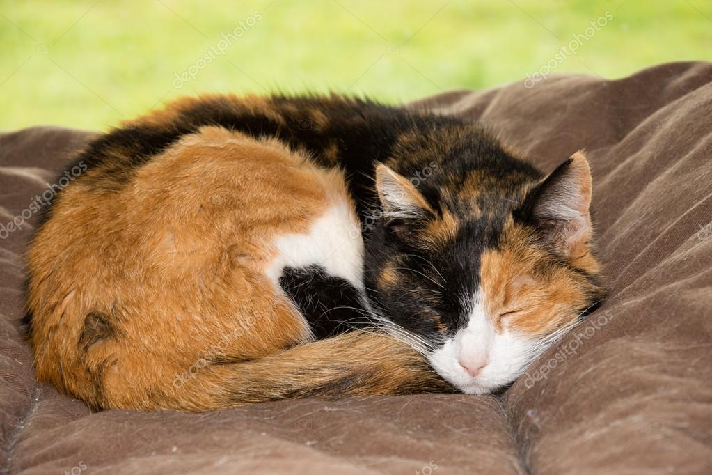 calico cat blanket