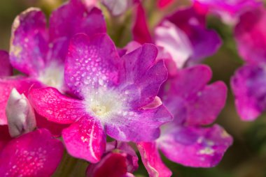 Pembe Verbena çiçek çiy ile sabah güneşin altında bırakır