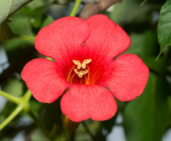 Leuchtend rote Trompetenblume, Campsis radicans, blüht im Sommer — Stockfoto