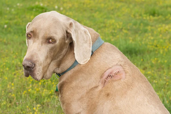 Weimaraner cão com um corte com stiches em seu ombro — Fotografia de Stock