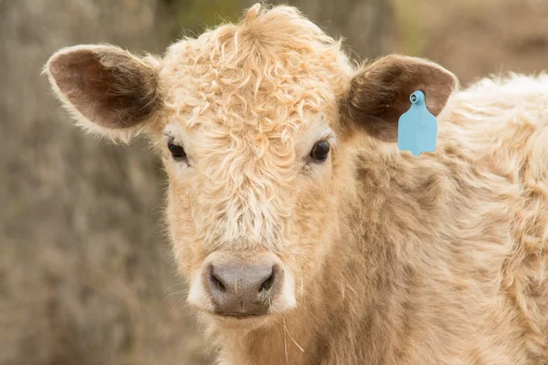 Young steer looking at the viewer in winter pasture — Stock Photo, Image