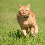 Orange tabby cat running fast towards the viewer in green grass