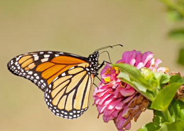Geçirme Monarch kelebek, Danaus plexippus, Zinnia çiçeği üzerinde besleme