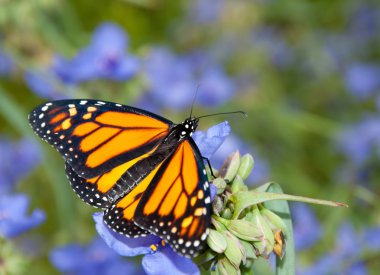 Monarch kelebek dorsal görünümü güzel bir mavi Spiderwort çiçek '