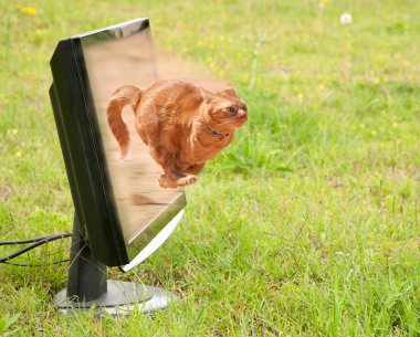 Bir bilgisayar monitörü dışarı dashing turuncu tekir kedi