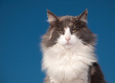 Karşı bir tutum ile seyreltilmiş alaca kedi açık mavi gökyüzü